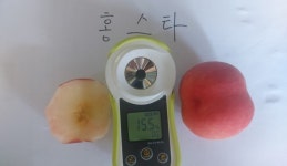 복숭아 신품종 홍스타... 조기출하, 동해强, 당도高, 유통長 4박자 조화