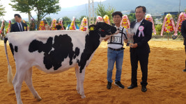 [영상] 2023년 포천시 홀스타인 품평회 및 밀크페스티벌 개최