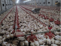 경기도, 고병원성 AI 위기단계 심각 격상... 조류인플루엔자 방역대책본부 가동