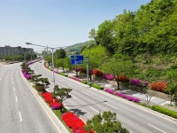 상주시 경상대로... 철쭉꽃 이 활짝