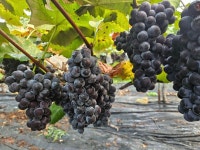 포천 가산포도, 여름의 달콤한 선물 출하