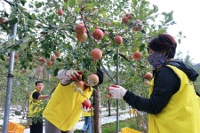 포천도시공사, 성동3리 사과밭에서 펼친 농촌 일손 돕기 봉사