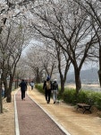 봄바람 따라 걷는 포천천 벚꽃 제방길, 4km 꽃길의 유혹