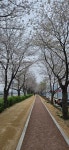 봄바람 따라 걷는 포천천 벚꽃 제방길, 4km 꽃길의 유혹