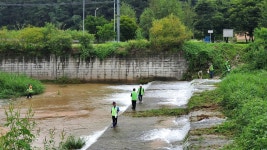 다슬기는 하천의 청소부, 반딧불이의 먹이