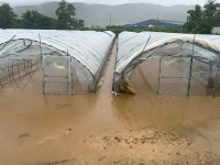 피같은 작물, 하룻밤 새 모두 잃었다…포천시 일동면 수해 현장 망연자실