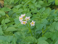   ‘감자꽃 필 무렵’ 