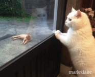 #냥스타그램 슈퍼스타