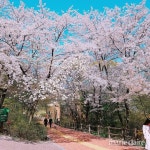 함께 걸어요 #벚꽃길