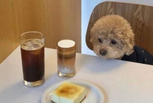 댕댕이 모여라! 반려동물과 함께 가는 맛집과 카페