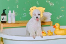 우리 집 댕댕이를 위한 #펫뷰티템