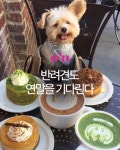 댕댕이랑 같이 가자  반려동물 동반 카페 4곳