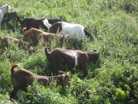 자연‧동물 행복한 산지생태축산, 염소 가장 효과적