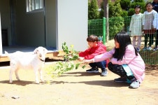 우리 학교에 염소가 전학 왔어요...김제 죽산초서 입학식
