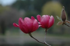 붉은 목련 불칸, 대량생산 가능해진다.