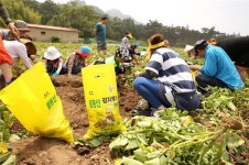 서산엔 갯마을도 있고 팔봉산 감자도 있다