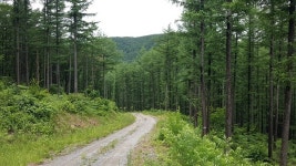태백국유림관리소, 고산지대 낙엽송 우량종자 공급 나서