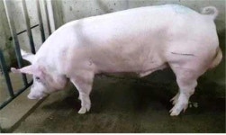유전능력 뛰어난 한국형 씨돼지 6마리 선발