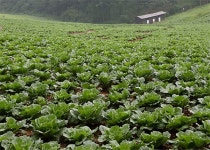 폭염에 화상입은 농작물... 농산물최저가격보상제 서둘러야