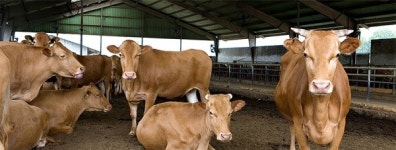 무허가 축사 적법화, 제대로 진행되고 있나?