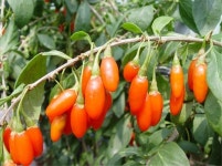 한여름 구기자 관리, 이렇게 해야