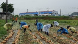 농협 전주완주지부, 영농철 맞이 양파 수확 일손 돕기 나서