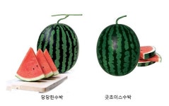 팜한농, 당당한수박·굿초이스수박 추천