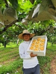 현성농장, 경매가 보다 저렴한 나주배 판매... 추석 선물 안성맞춤