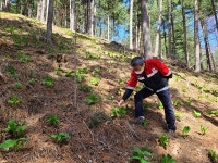 평창국유림관리소, 특화임산물 재배단지 조성