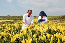 나리, 새만금 경관농업 활성화에 도움