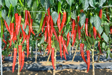 농우바이오, 1월 품종 추천