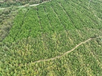 올해 최고의 숲, 영암국유림관리소 조림지