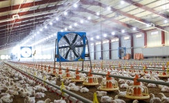 대형 산란계 농장, 터널식 소독시설 설치 의무화