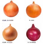 하반기 농사준비 시작... 양파 어떤 품종 심을까?