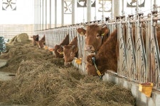 한우 암소 유전체 분석 서비스 기능 높인다