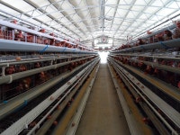 산란계 케이지 사육면적 확대 후속 대책... 27년 8월까지 자율이행으로 전환