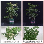 검역본부, 수입 묘목 훈증제 약해 저감 기술 개발