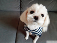 [#wdonga_specialist  #dogstagram] 최현석 셰프가 추천하는 신상 펫푸드 반려견 품평회
