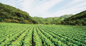 김치 맛이 제대로,영덕 신선 절임배추