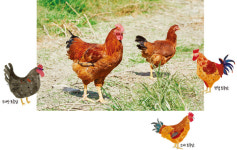 천천히 오래 자라 더 맛있는 토종닭