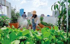 키우는 기쁨, 먹는 즐거움 홈파밍(home farming)