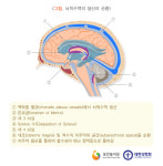 우주비행사들 안구가 납작해지는 이유?!