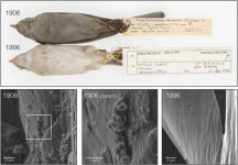 종다리, 100년전 탄소량 힌트 제공해