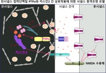 알츠하이머·자폐 규명에 새 단서, 뇌 속 '마에스트로 단백질' 세계 첫 규명