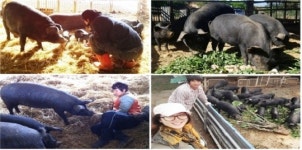 다큐공감 돼지 엄마 아빠, 또 다른 꿈을 꾸다