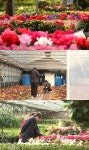 다큐멘터리 3일 용인 남사화훼단지, 또 한 번의 봄을 위해 겨우내 꽃을 피워낸 사람들