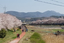 서산시,벚꽃의 향연 해미천으로 초대
