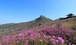 비 갠 뒤 진 분홍속살 드러낸 산청 황매산 철쭉