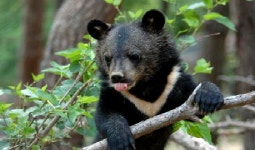 지리산 반달가슴곰루트, 거창으로 이동 중