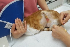 부산서 염산 테러 당한 것으로 추정되는 길고양이 발견